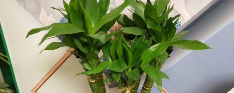 富贵竹生根生几节 富贵竹生根生几节