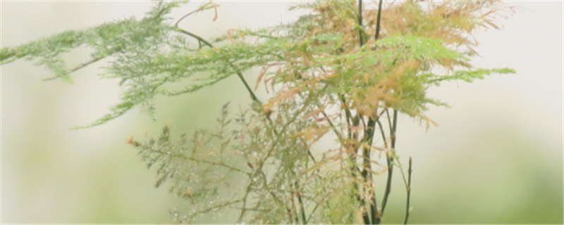 幼儿园土培植物有哪些 幼儿园土培植物有哪些