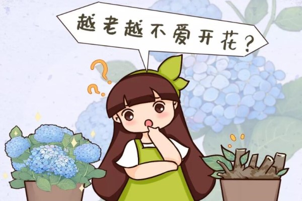 8种花别养老桩,老了不开花,变成木疙瘩! 8种花别养老桩,老了不开花,变成木疙瘩!