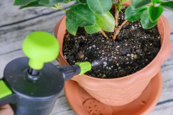 定期给花浇“酸”水,不用换盆,土照样松软透气! 定期给花浇“酸”水,不用换盆,土照样松软透气!
