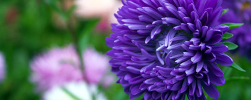菊花有没有其它名字 菊花有没有其它名字