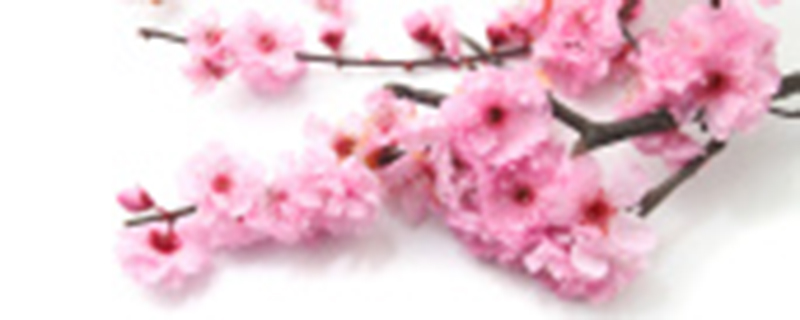 梅花有没有毒 梅花有没有毒