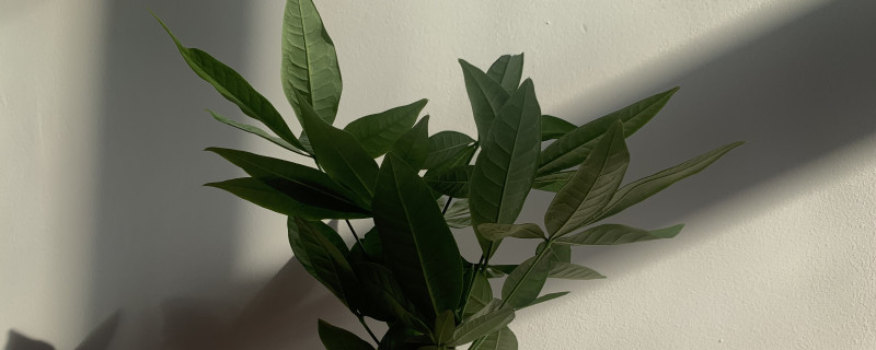 发财树有没有根 发财树有没有根