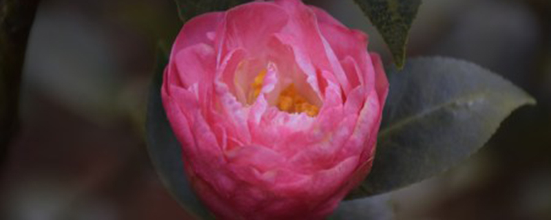 山茶花有没有雄蕊雌蕊 山茶花有没有雄蕊雌蕊