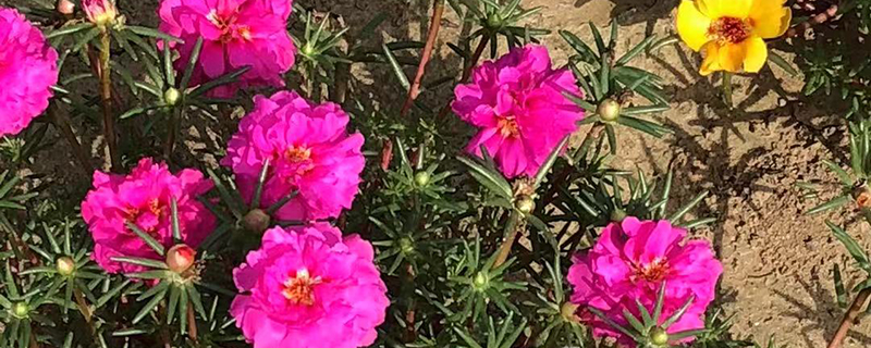 太阳花有没有叶子 太阳花有没有叶子