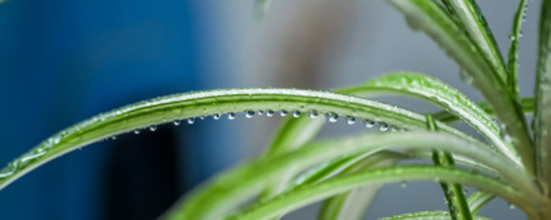 吊兰有没有花 吊兰有没有花