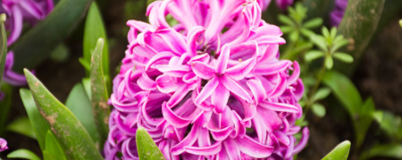 风信子的花语是什么 风信子的花语是什么