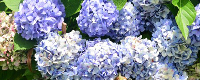 绣球花有没有花蕊 绣球花有没有花蕊
