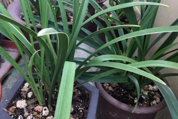 1把花生丢盆里,养10年都不烂根,花像打了鸡血嗖嗖长! 1把花生丢盆里,养10年都不烂根,花像打了鸡血嗖嗖长!