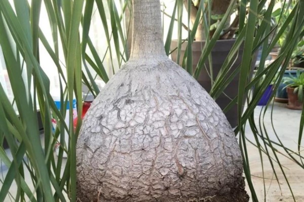 30年的酒瓶兰,竟然开花了,肚子像口大锅! 30年的酒瓶兰,竟然开花了,肚子像口大锅!
