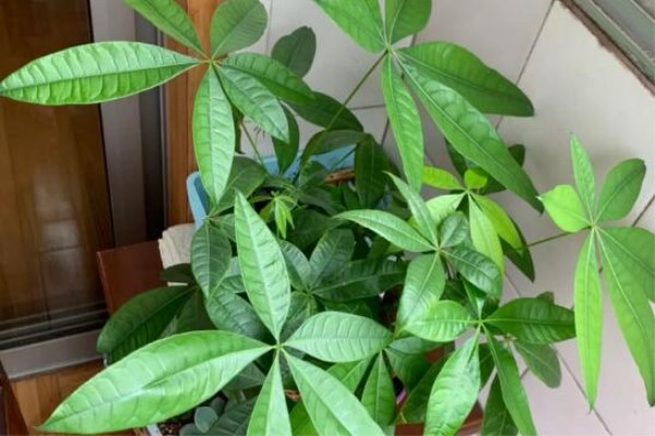 这花冬天最难养,砍1刀,不浇水,反而越来越疯长! 这花冬天最难养,砍1刀,不浇水,反而越来越疯长!