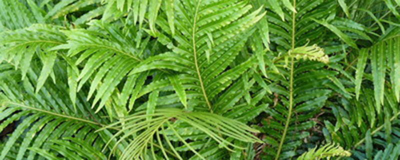 为什么裸子植物植株比蕨类植物的植株高大 为什么裸子植物植株比蕨类植物的植株高大