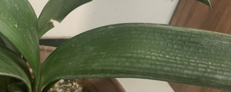 哪些植物适合浇白糖水 哪些植物适合浇白糖水