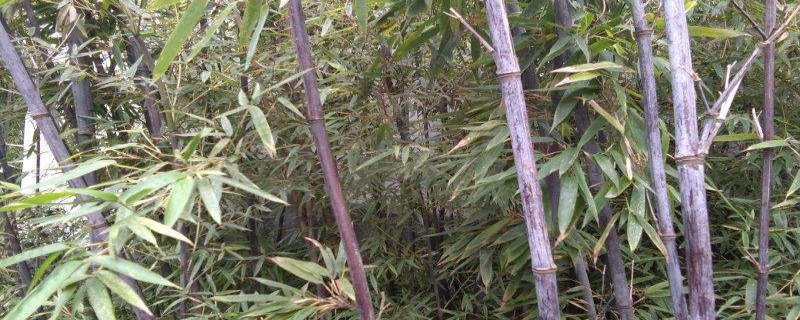 水培紫竹的养殖方法和注意事项 水培紫竹的养殖方法和注意事项
