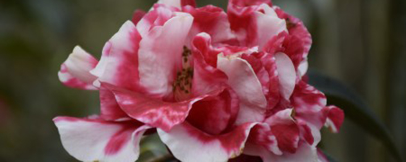 茶花花苞变枯怎么补救 茶花花苞变枯怎么补救