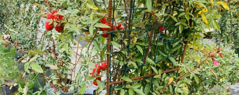 红木香花冬天落叶吗 红木香花冬天落叶吗