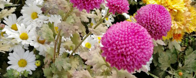 乒乓球花怎么养 乒乓球花怎么养