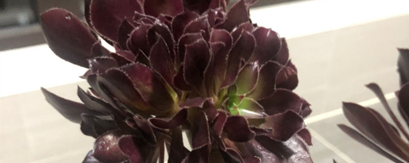 喜欢开花的多肉 喜欢开花的多肉