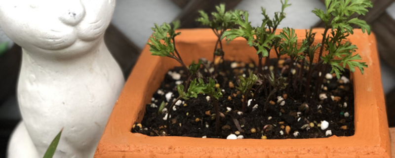 不同颜色银莲花花语 不同颜色银莲花花语