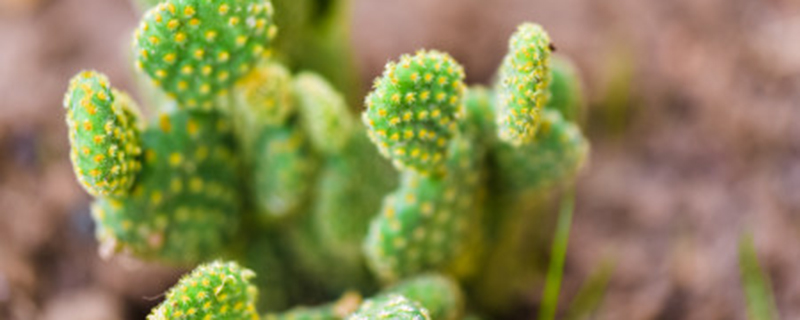 仙人掌的花是什么颜色的? 仙人掌的花是什么颜色的?
