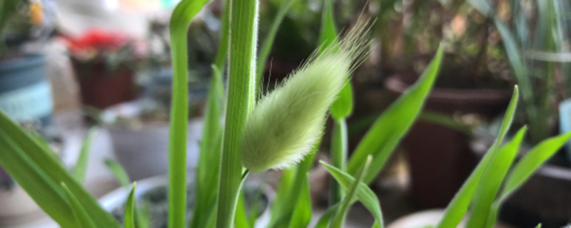 兔尾草花语与寓意 兔尾草花语与寓意