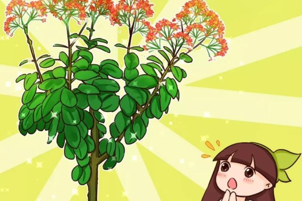 长寿花半年养成“长寿树”,长成1米9大高个,真气派! 长寿花半年养成“长寿树”,长成1米9大高个,真气派!