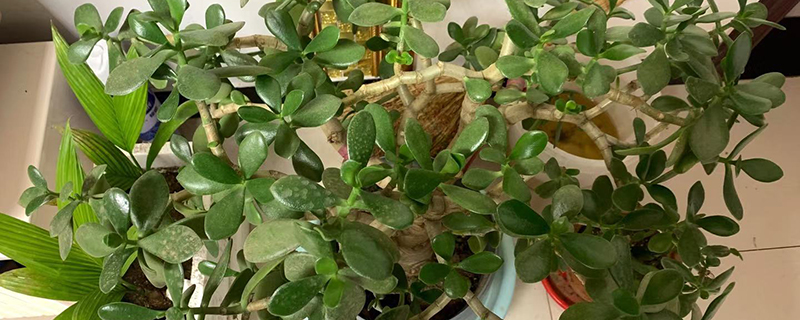 玉树开花的寓意是什么 玉树开花的寓意是什么