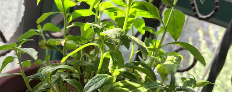 月见草是什么植物 月见草是什么植物