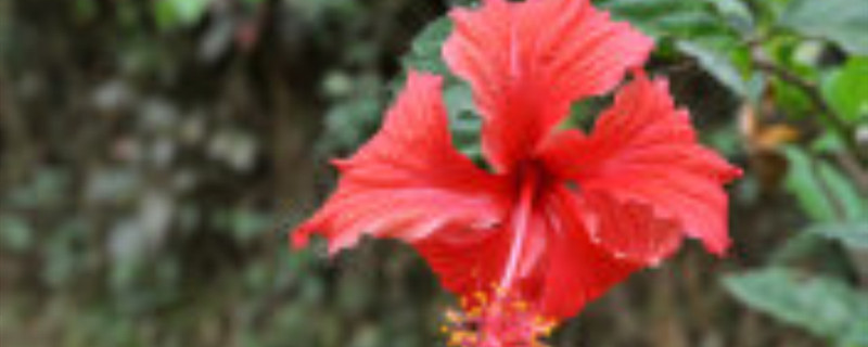 扶桑花花语 扶桑花花语