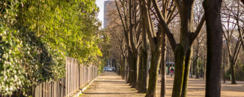 悬铃木和法国梧桐的区别 悬铃木和法国梧桐的区别