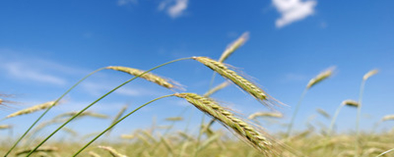 小麦属于什么植物