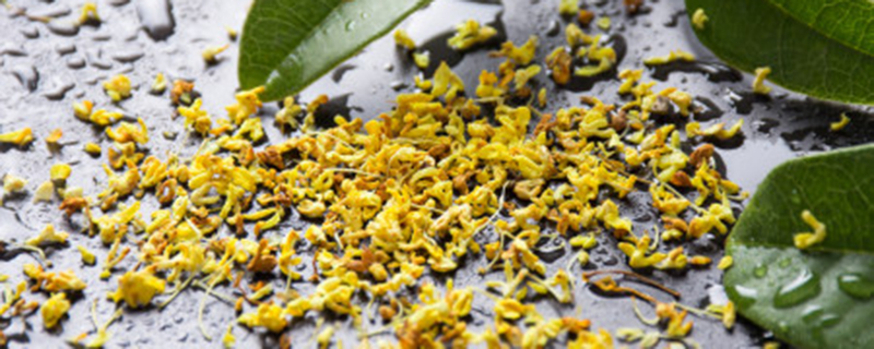 桂花树冬天落叶吗 桂花树冬天落叶吗
