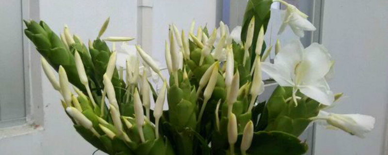 姜花怎么养 姜花怎么养