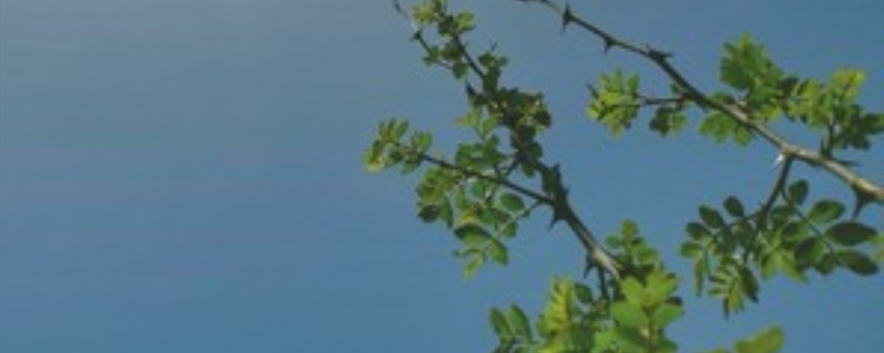 花椒树移栽方法 花椒树移栽方法