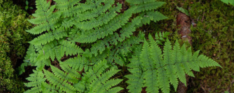 蕨类植物主要特征 蕨类植物主要特征