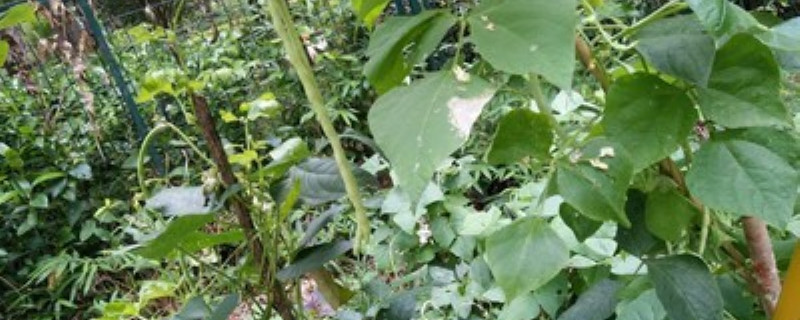 通草是什么植物