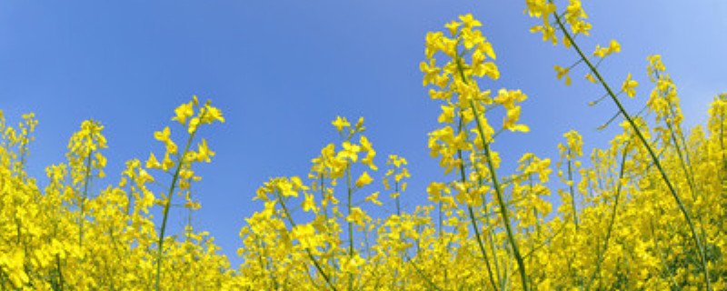 油菜是什么植物 油菜是什么植物