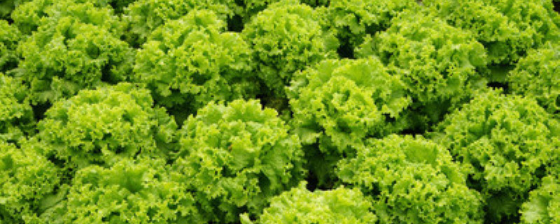 生菜多大可以移栽 生菜多大可以移栽