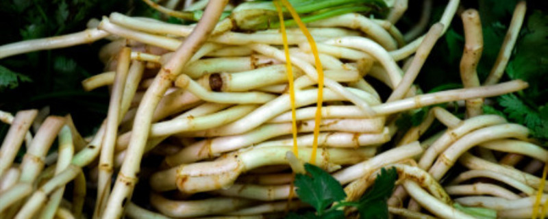 折耳根怎么种植 折耳根怎么种植