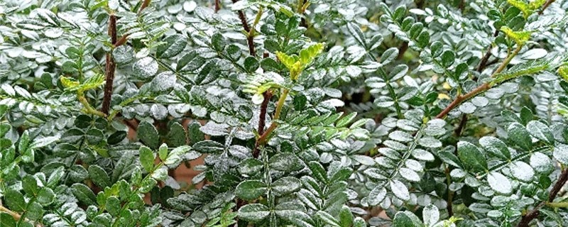 胡椒木几天浇一次水 胡椒木几天浇一次水