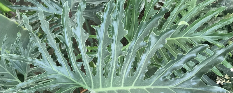 春羽几天浇一次水 春羽几天浇一次水