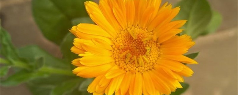 金盏菊几天浇一次水 金盏菊几天浇一次水