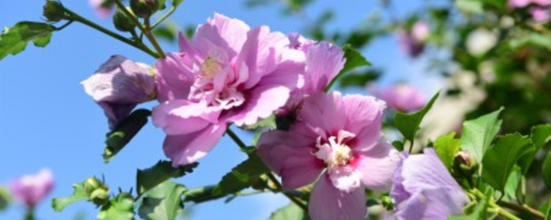 木槿花夏天怎么养 木槿花夏天怎么养