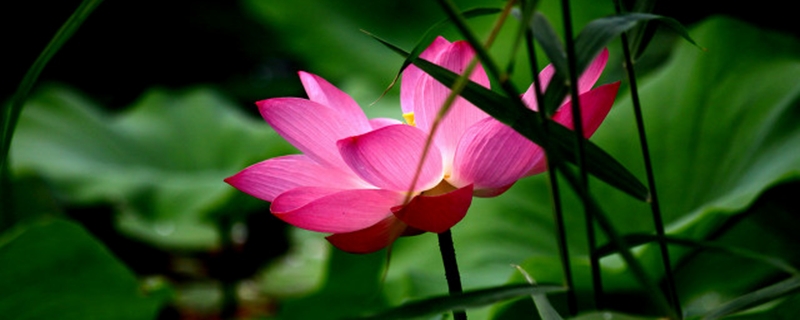 莲花夏天怎么养 莲花夏天怎么养