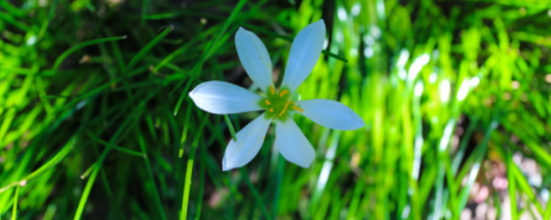 七里香夏天怎么养 七里香夏天怎么养