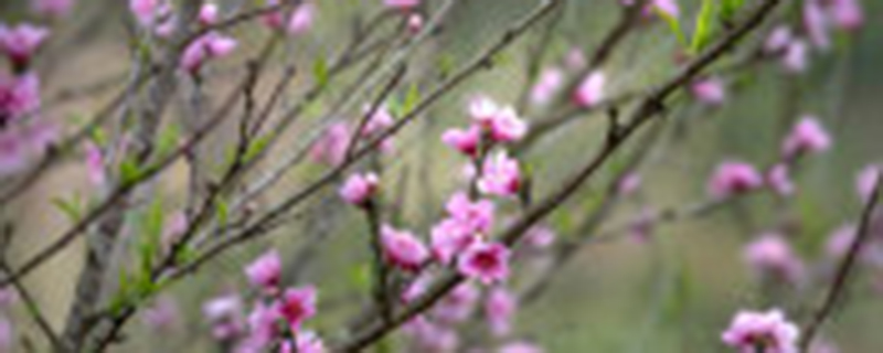 梅花夏天怎么养护 梅花夏天怎么养护