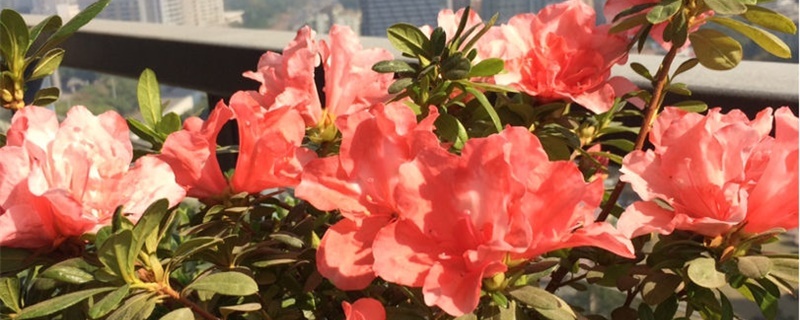 杜鹃花的家庭养法,在家养好不好 杜鹃花的家庭养法,在家养好不好