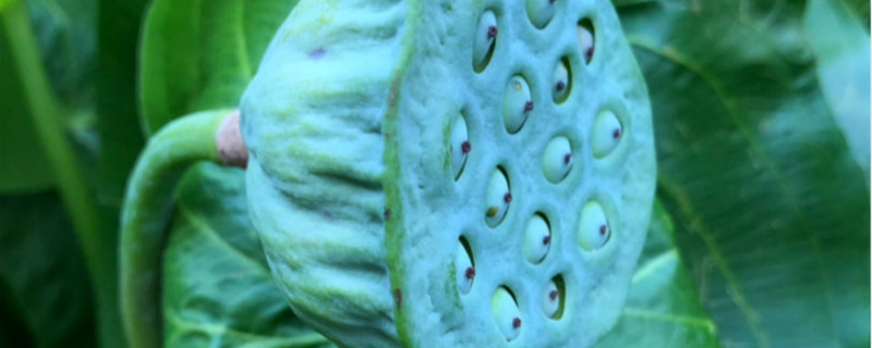 莲子的种植方法和时间,怎么种出来荷花 莲子的种植方法和时间,怎么种出来荷花