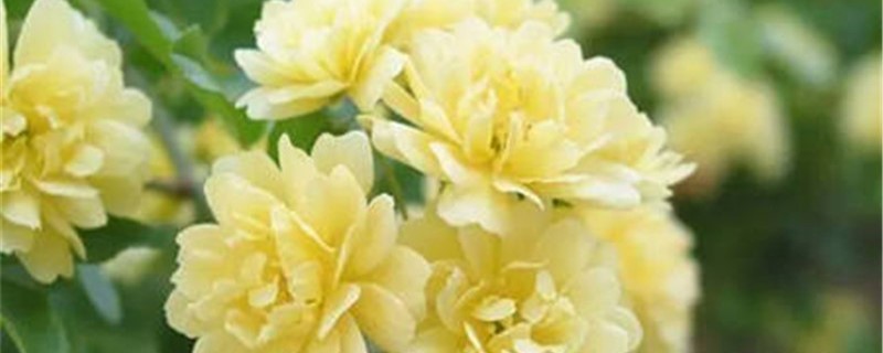 黄木香只长叶子不开花,一直不开花的原因 黄木香只长叶子不开花,一直不开花的原因