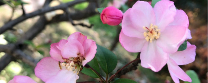 垂丝海棠开花后怎么修剪,开花时间多长 垂丝海棠开花后怎么修剪,开花时间多长